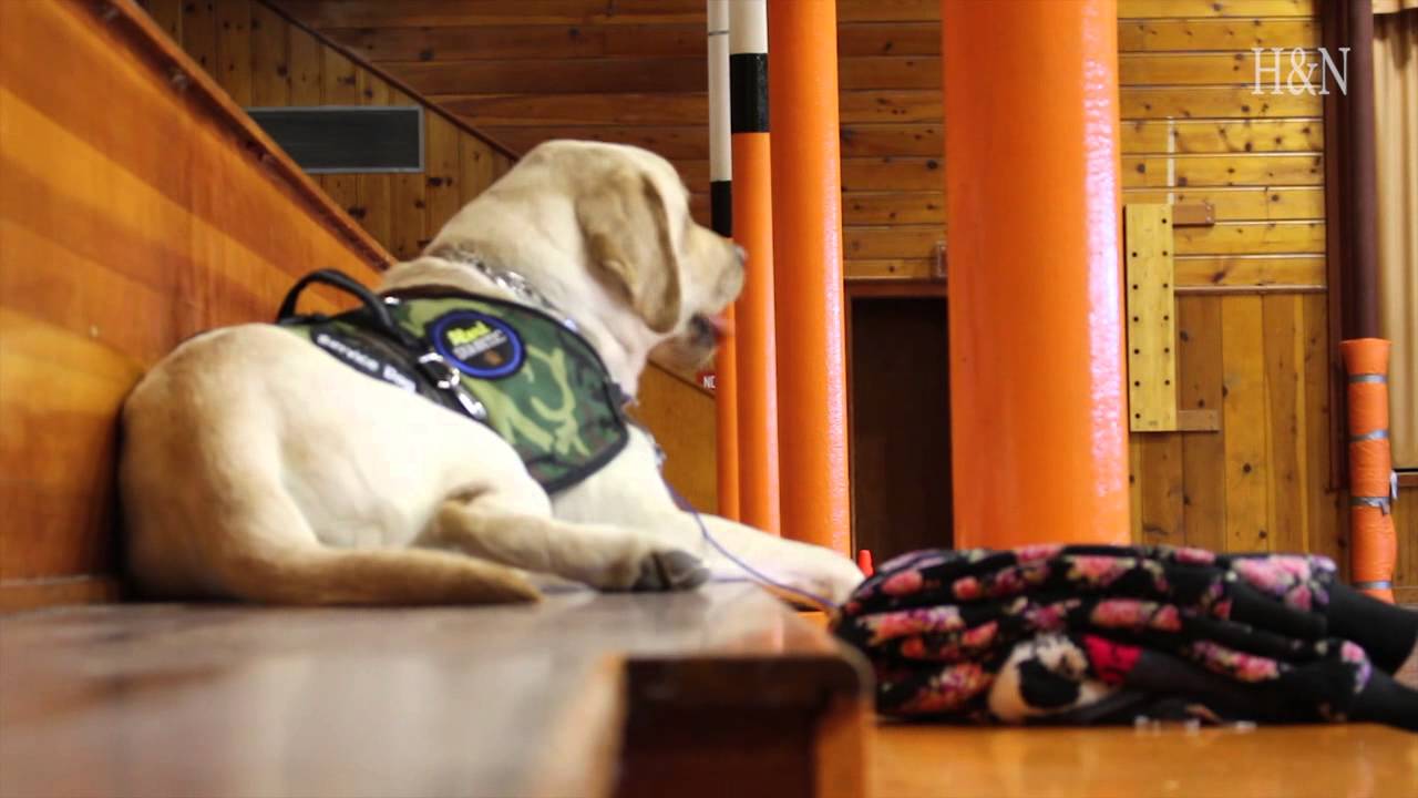 Service dog keeps young student healthy