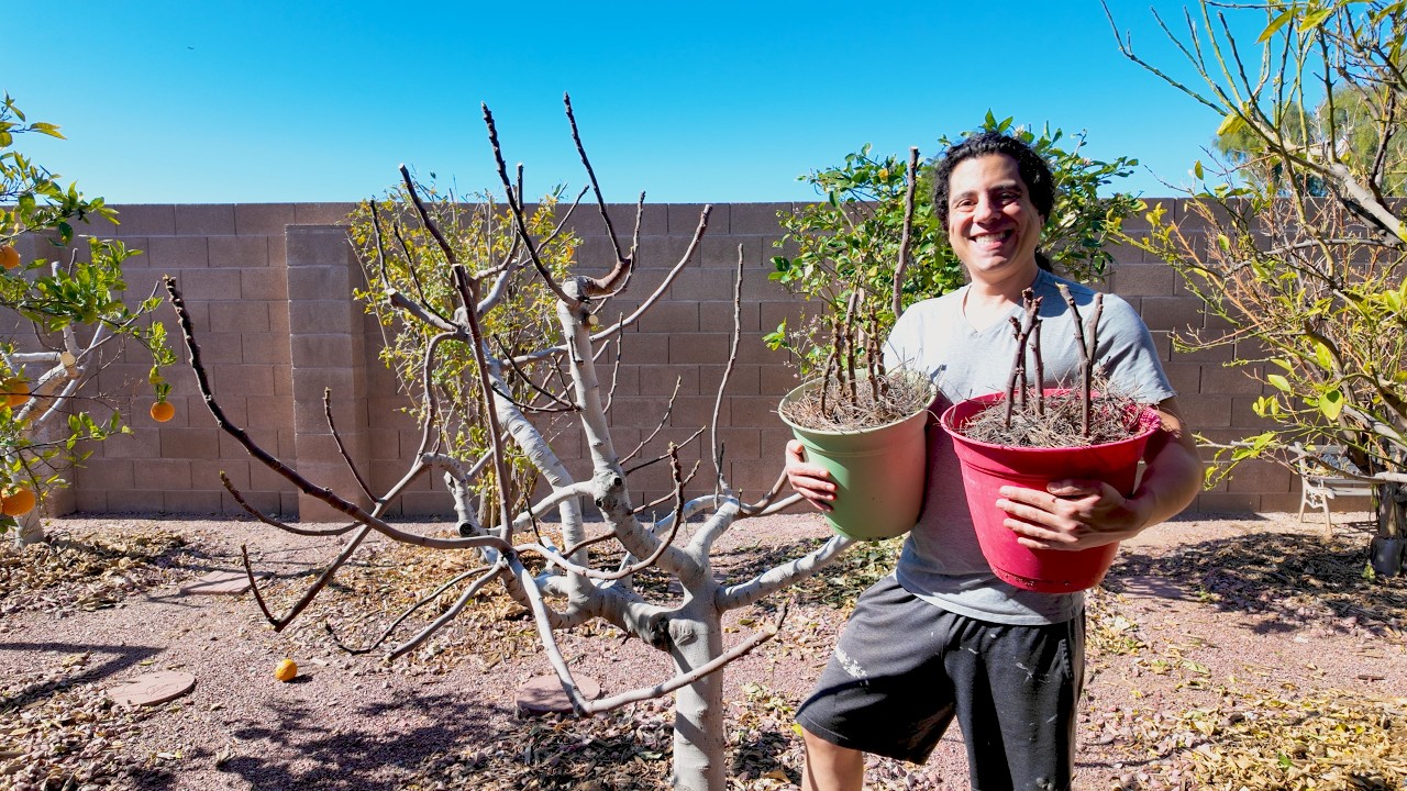 Fig Tree Care: Pruning and Propagating