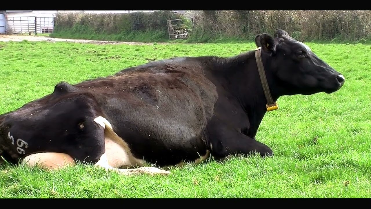 Optimising dairy efficiency for improved performance, sustainability and profitability with Actisaf®