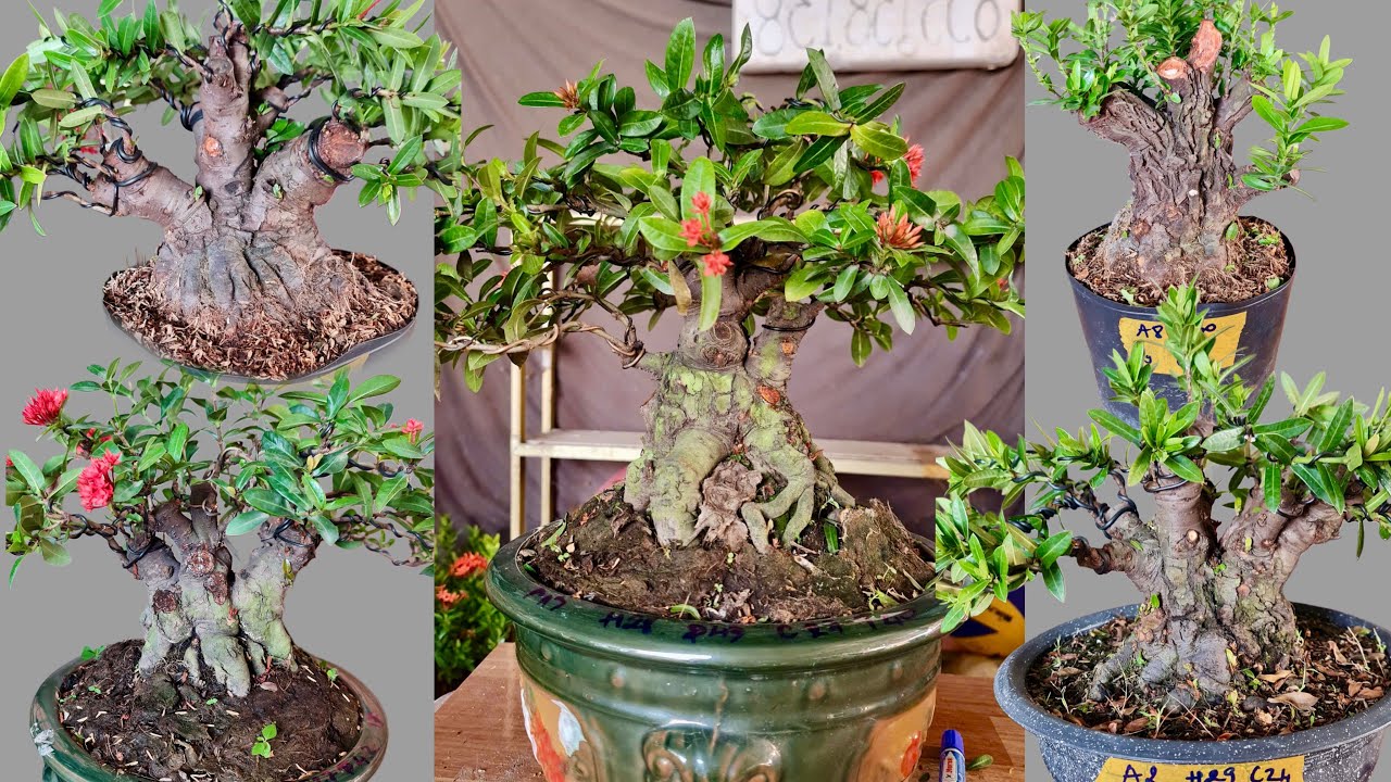 Trang Đỏ, Vàng, Sen - Hàng Đẹp Trồng Tương Lai & Chơi Tết - 7/2 Bonsai Thanh Nhàn