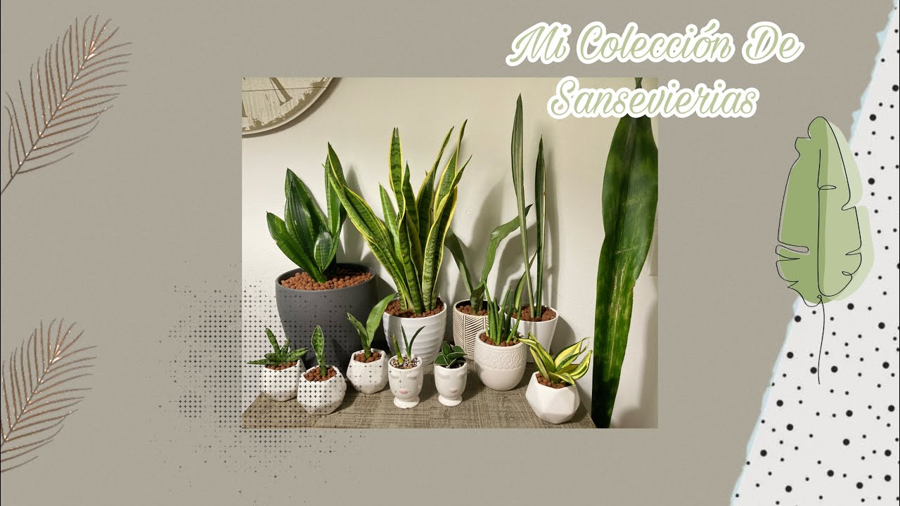 Mi Colección De Sansevierias (Dracaenas)