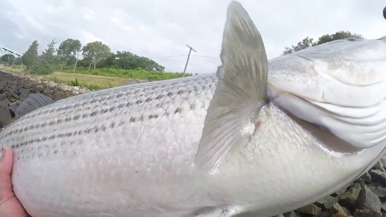 Two MONSTER Stripers a 45 and 46 Back To Back at Cape Cod Canal 2017