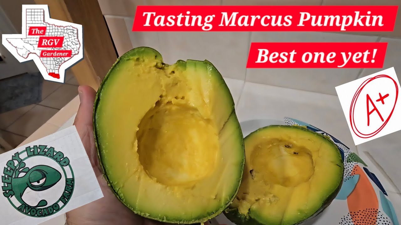 Tasting Marcus Pumpkin Avocado from Sleepy Lizard 🍴 || The RGV Gardener 