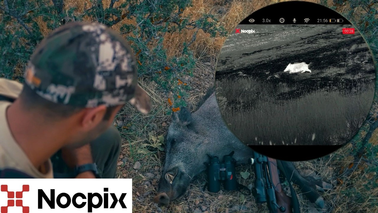 Jagd auf Sauen | Keiler auf 20 Meter | Nocpix Quest H35R | Dualoptik auf der Jagd
