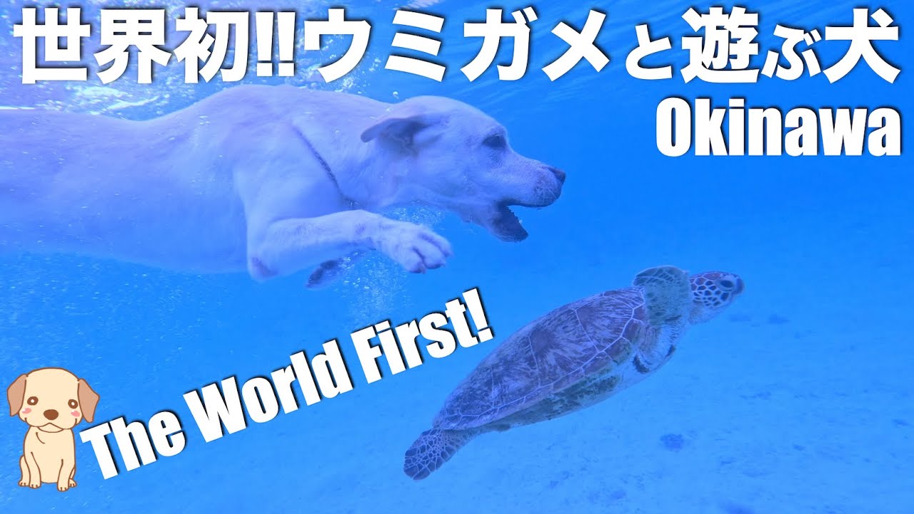 【面白い動物】スーパードッグ‼️潜る犬🐶ケラマ阿嘉島