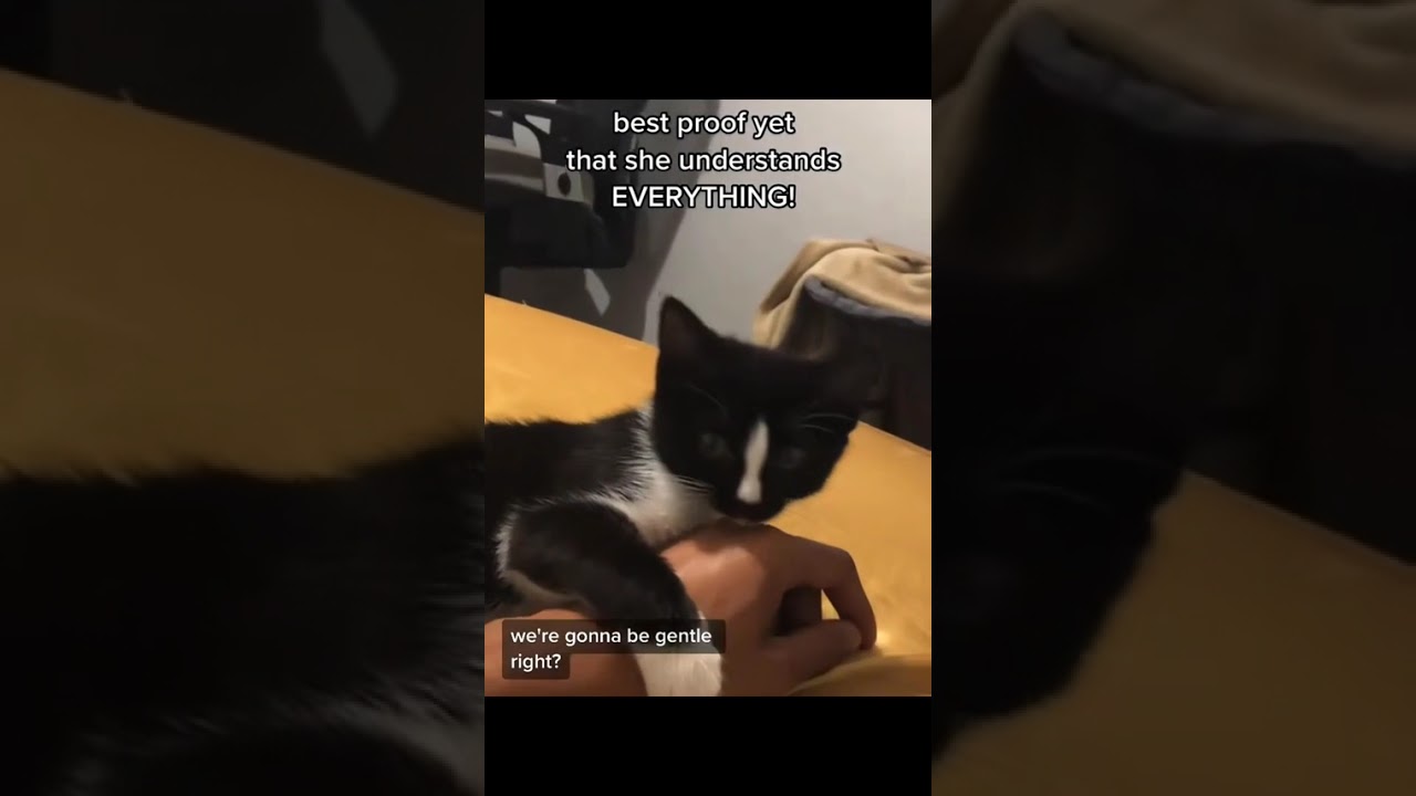 Funny CAT Moments 😂😂 episode 3738 