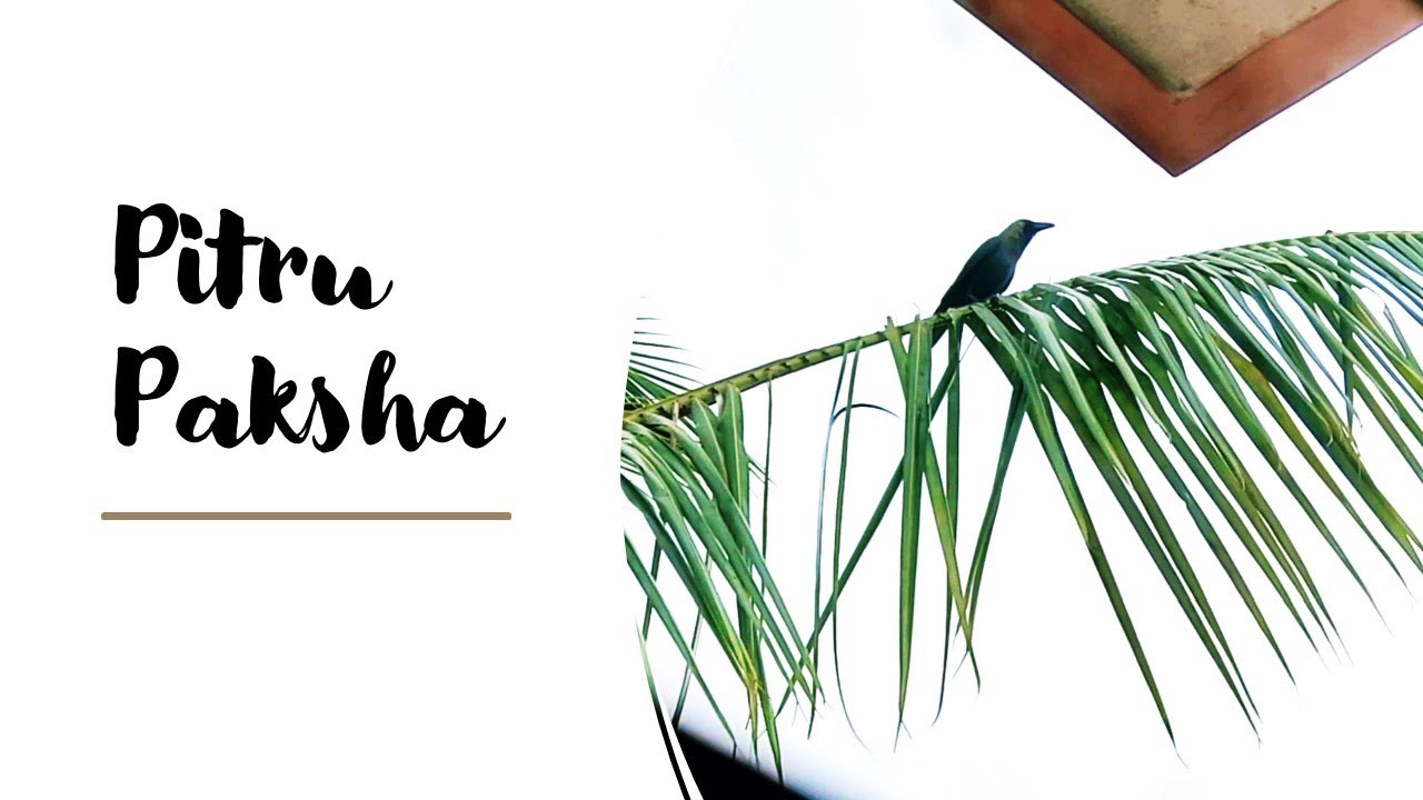 Remembering grandparents I Pitru Paksha 2020 I Sunday |  Spirit in Crows