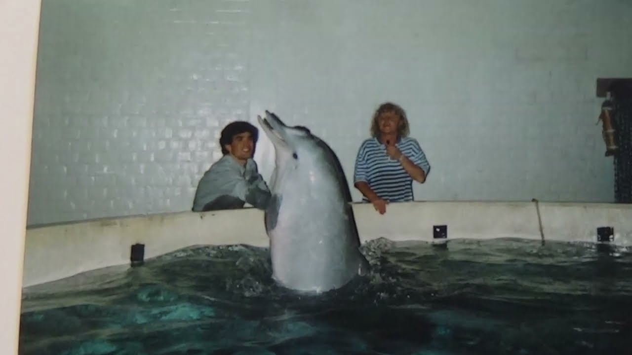 Flippers at the Zoo, Zoo Antwerpen's Delphinarium/Dolfinarium history