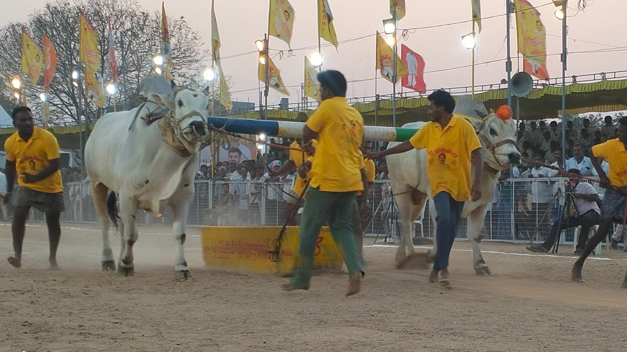 చిలకలూరిపేట టౌన్||సబ్ జూనియర్స్ విభాగం 3వ జత DVR BULLS & బీరాల శ్రీనివాసరావు గారు 20-1-2026💥💥