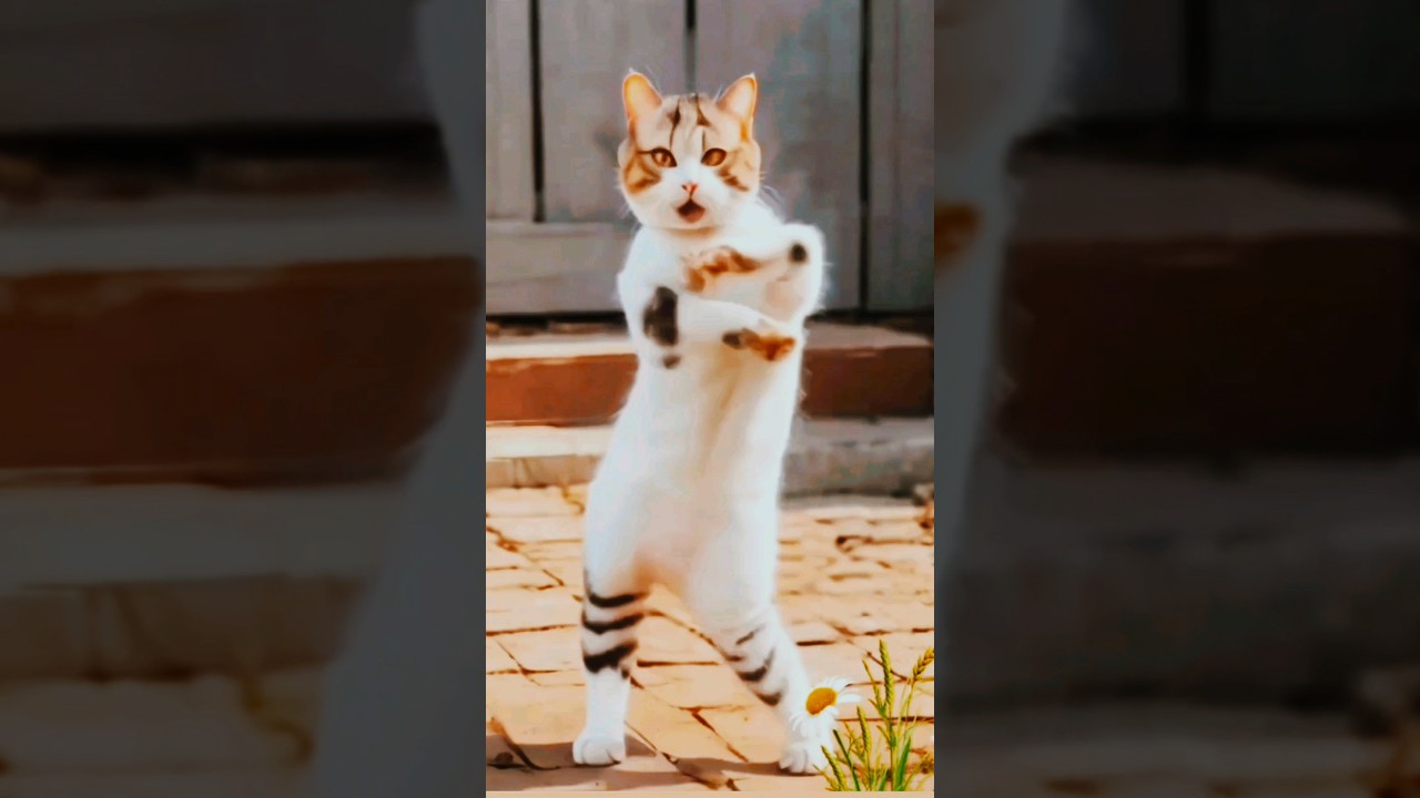 Super cute dance 🥰 #cute #cat #catlover #funny #short #shorts #shortvideo #yt #ytshort #ytshorts