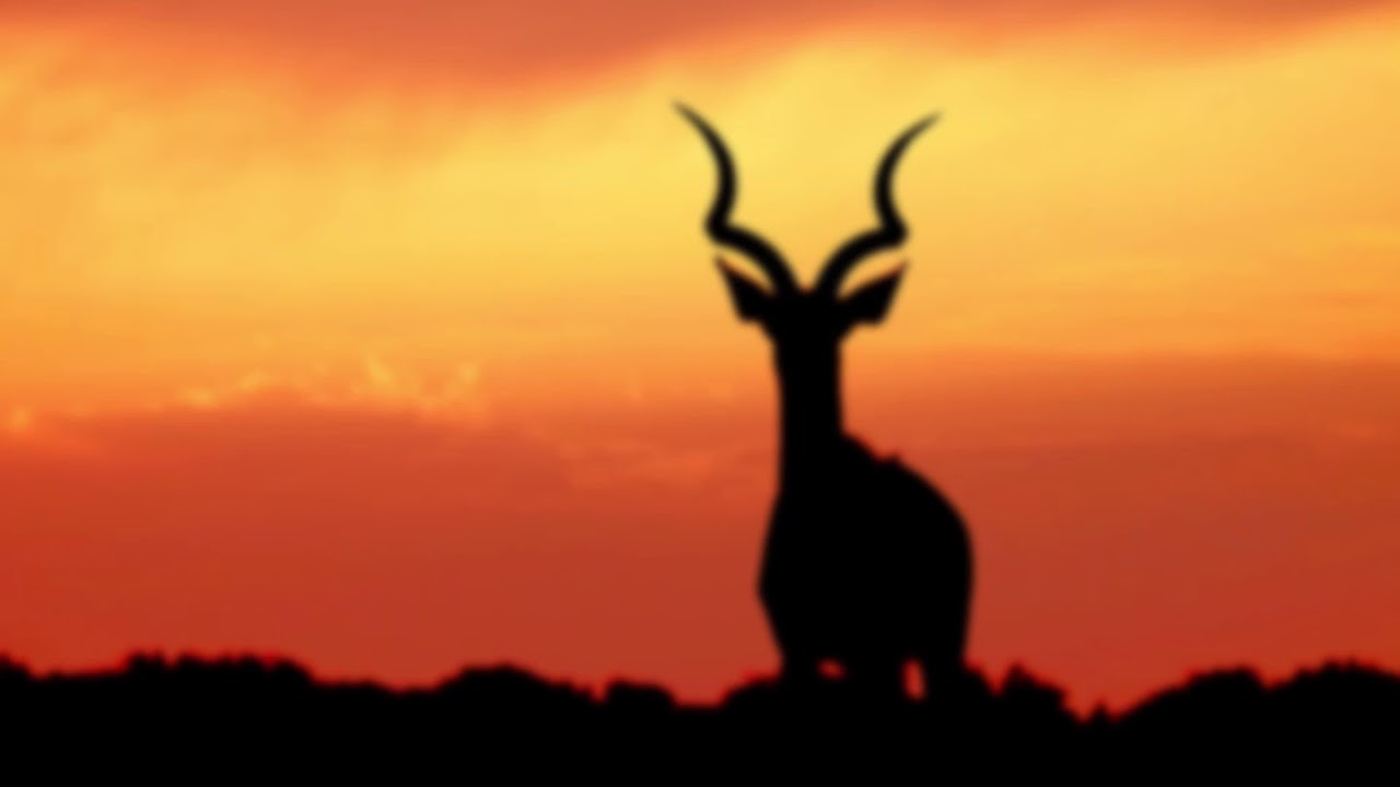 LB 163 - Soos 'n wildsbok