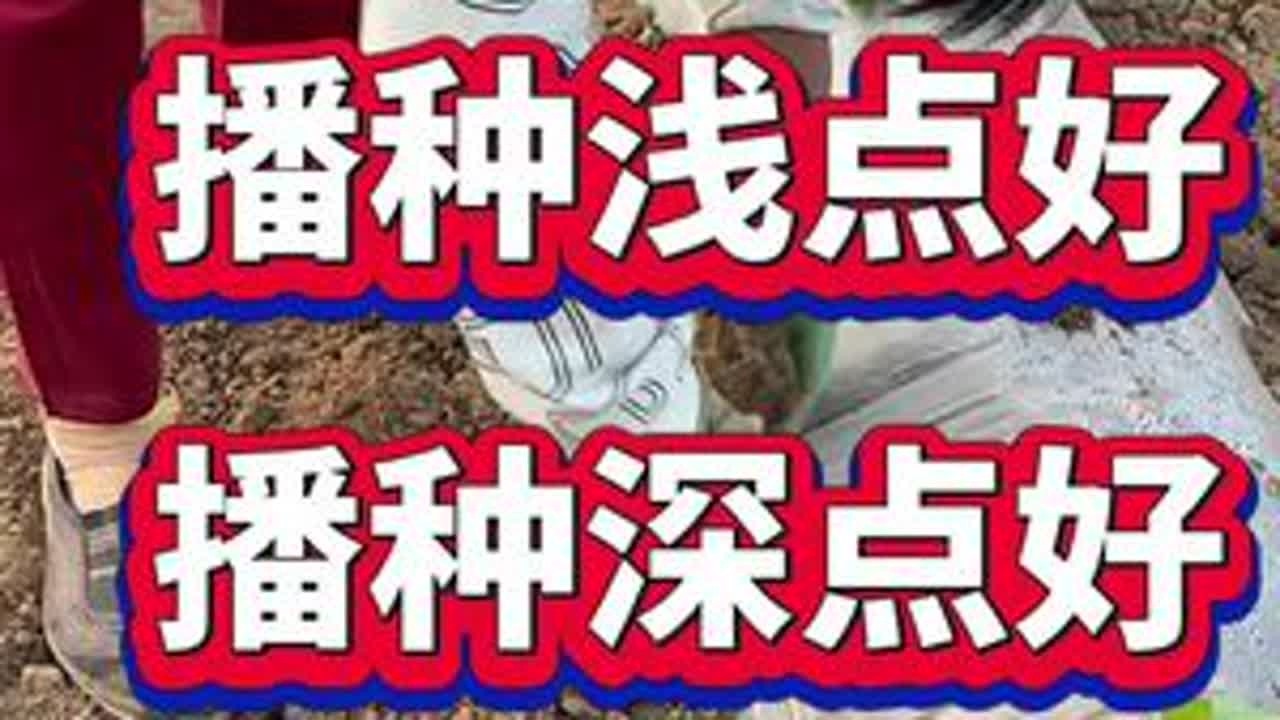 白菜是种浅点还是种深点#白菜种植 #白菜高产 #白菜病害 #白菜种植技巧
