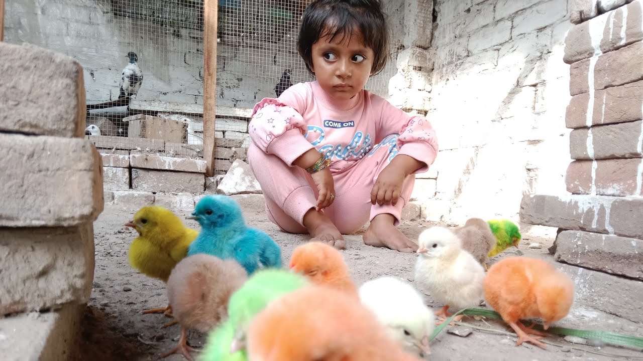 a chuke hain murgi ke chicks