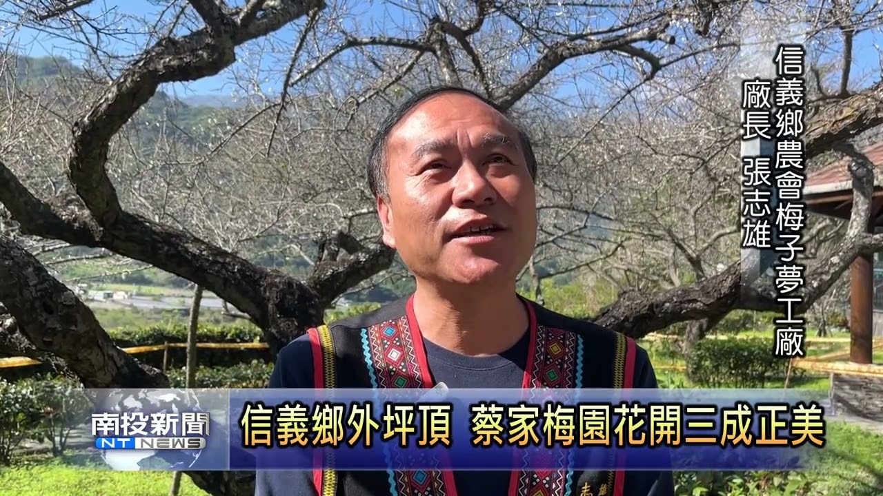 信義鄉外坪頂 蔡家梅園花開三成正美  南投新聞