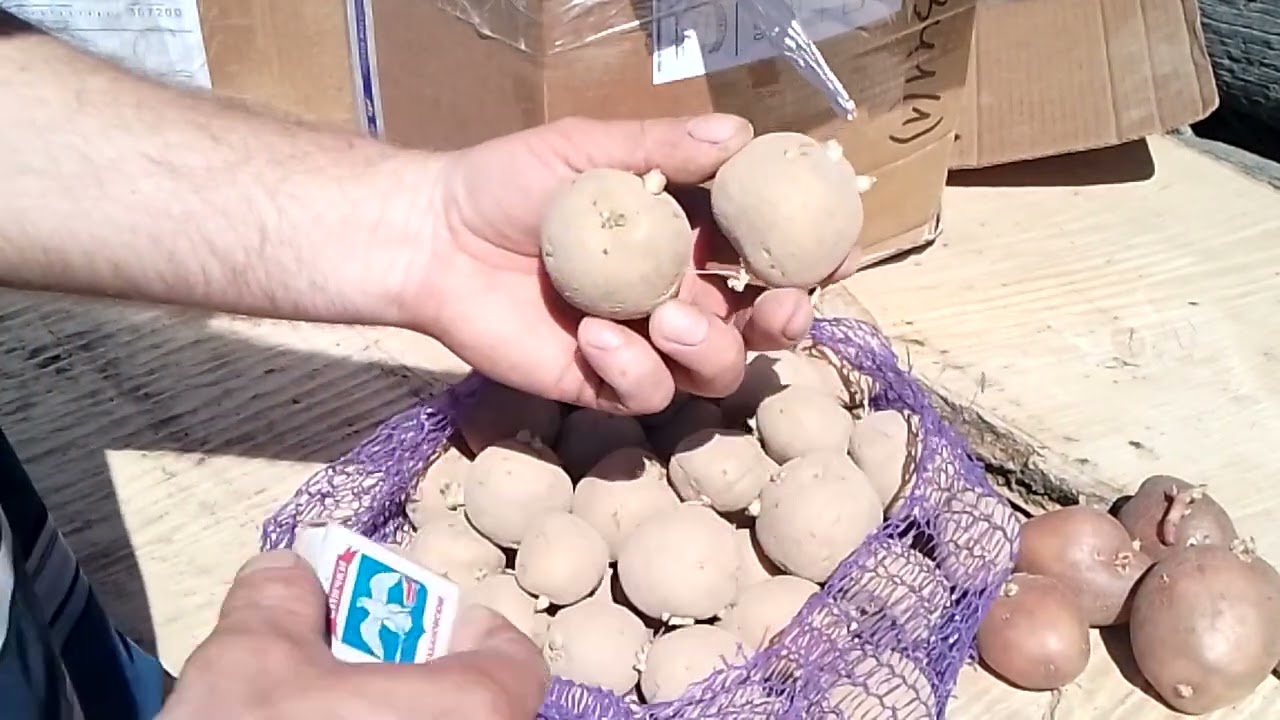 Семенной картофель сортов Варяг и Голубизна от магазина Агрохарвест! Распаковка посылки!