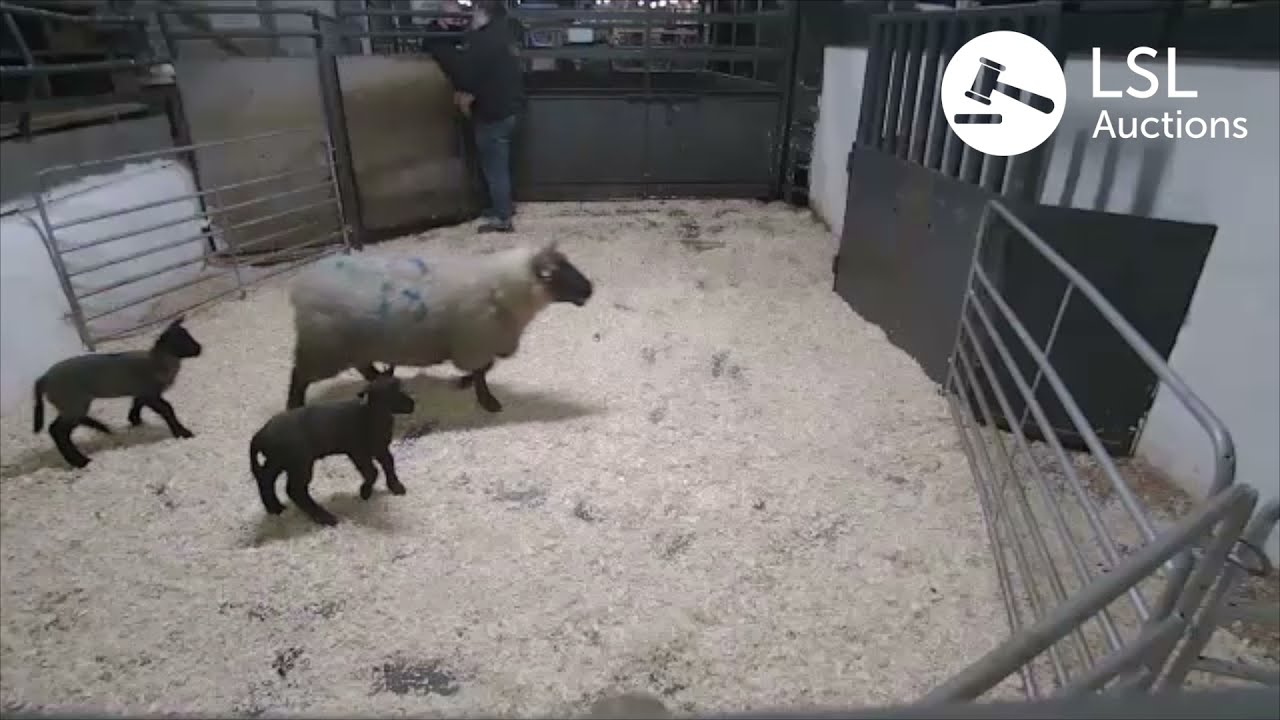 LSL Auctions - Ewe with 2 Lambs. Popular lot at Milford Livestock Co-Op Mart - LSLAuctions.com