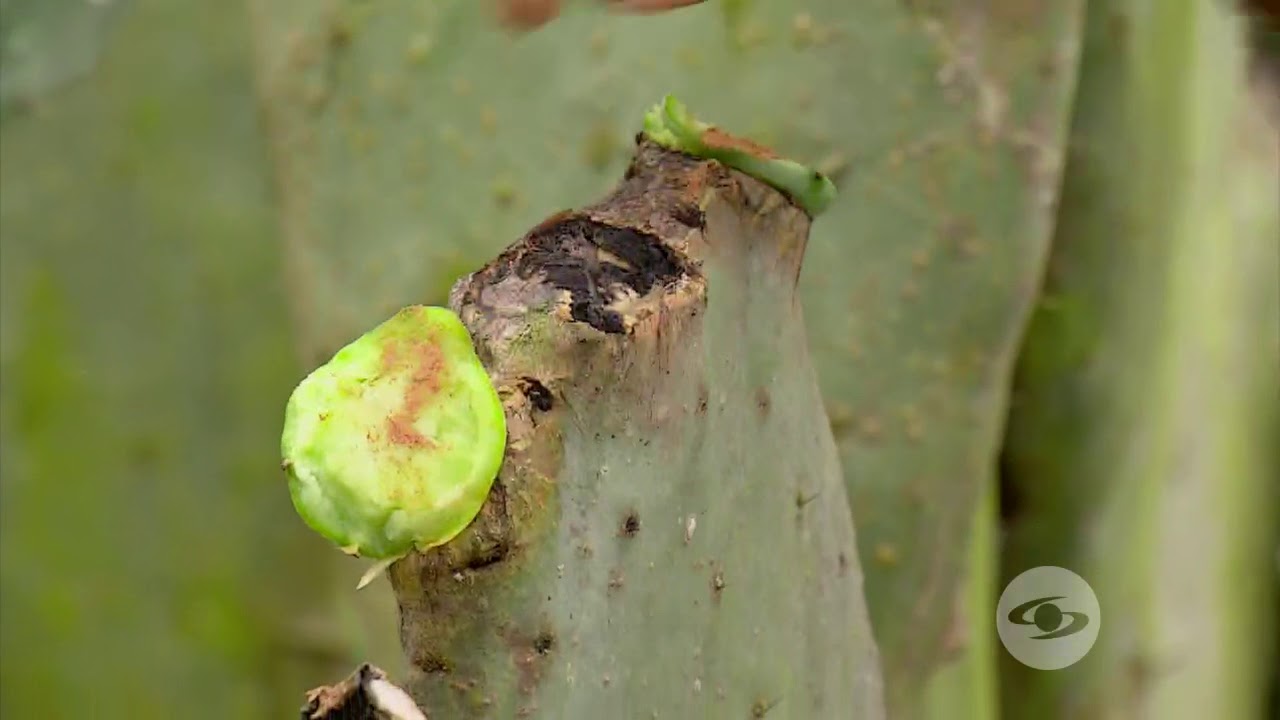 Paso a paso en la cosecha del nopal | La Finca de Hoy
