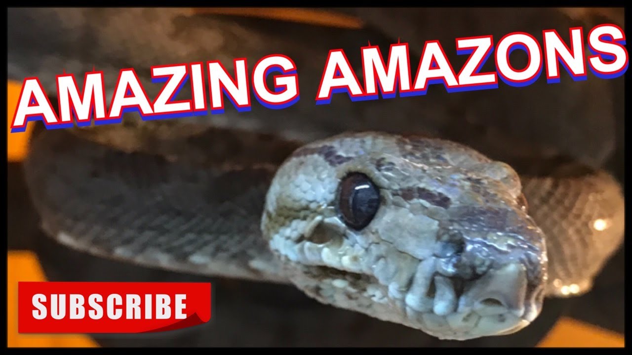 AMAZON TREE BOAS ARE AMAZING!! (Care guide)