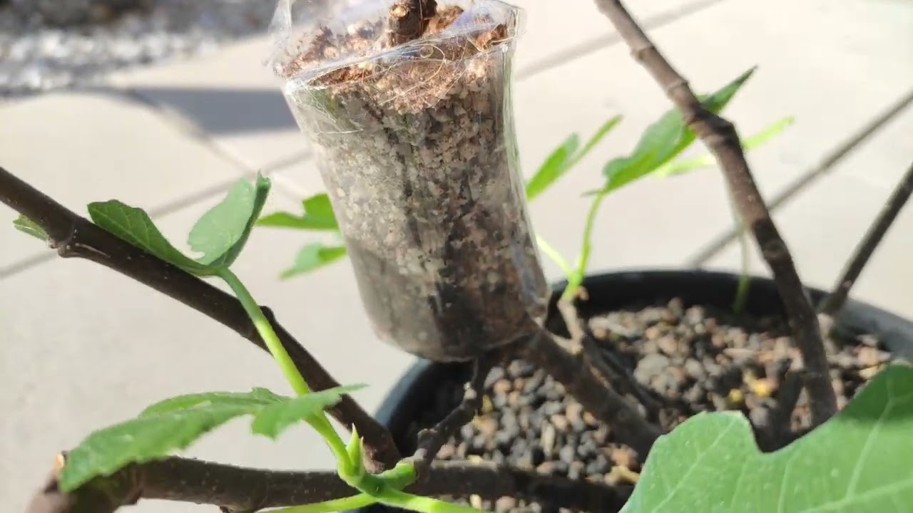 Umtopfen Substrat abmoosen DIY Pastili&egrave;re Feige (Ficus carica) Sorte Feigensorte Rouge de Bordeaux