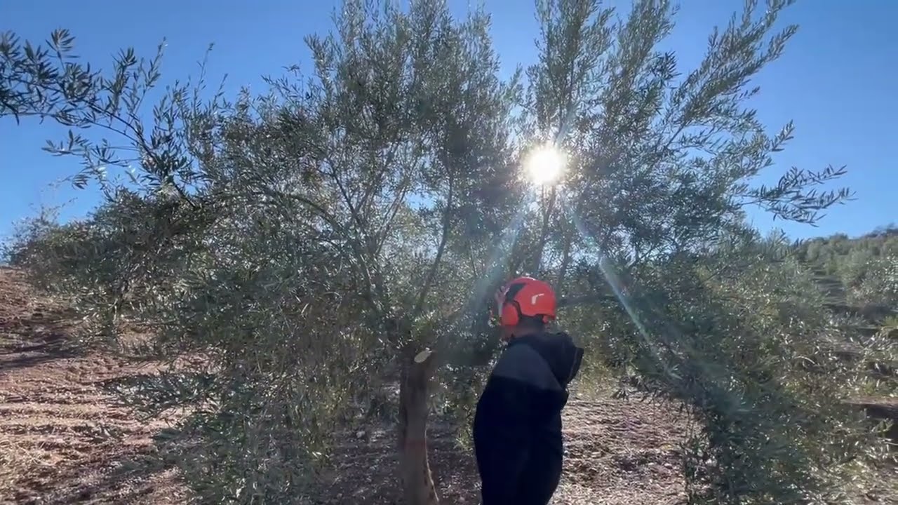 PODA OLIVO JAÉN VÍDEO 45 BIS