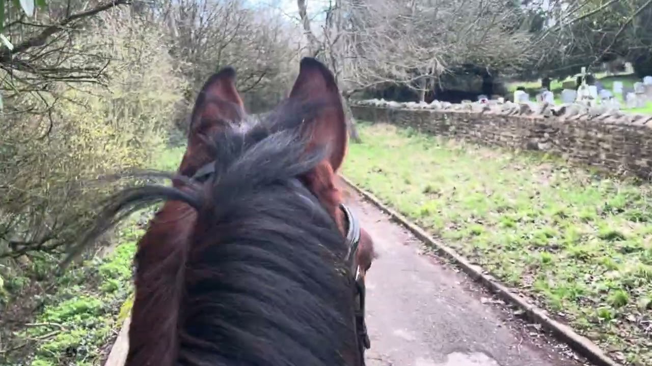 Teacake gelding by Tangelo out of CupKake (Kannan) hacking on our own aged 4. 
