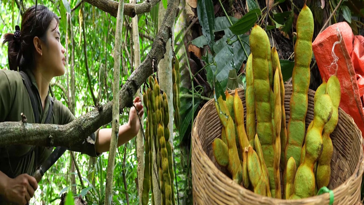 Harvesting large wild tamarind fruits to sell at the market - Cooking a simple country-style dinner.