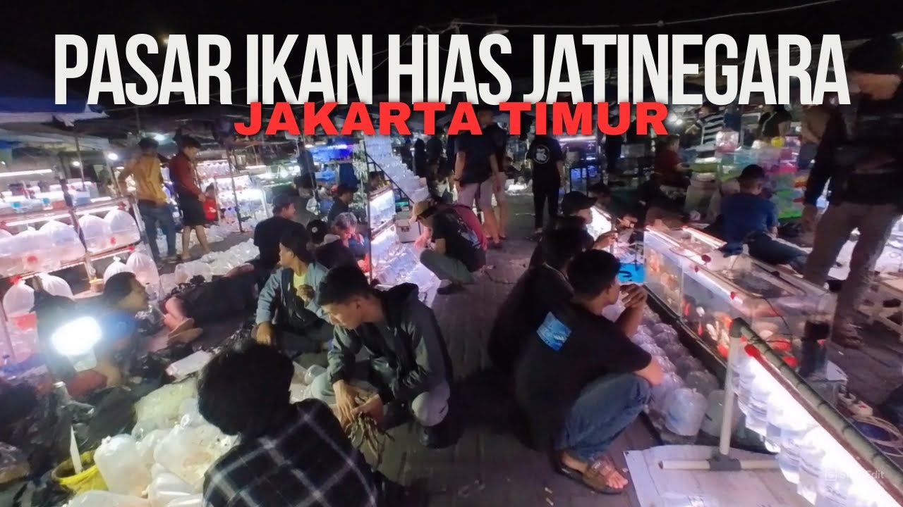 PASAR IKAN HIAS JATINEGARA : PUSAT IKAN HIAS TERBESAR DAN TERLENGKAP DI JAKARTA