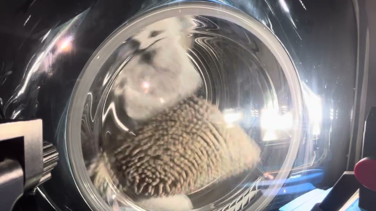 LG Dryer VS Bathmats ASMR