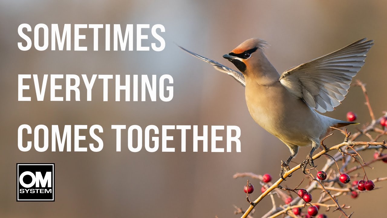 STUNNING LIGHT for WAXWING PHOTOGRAPHY - Gloucestershire - Wildlife Photography - OM System OM-1