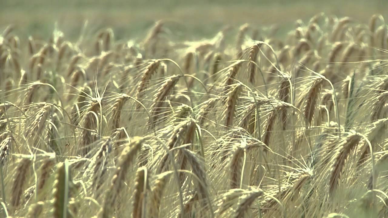 Test Panasonic AG-HMC151  3CCD Full HD.mp4