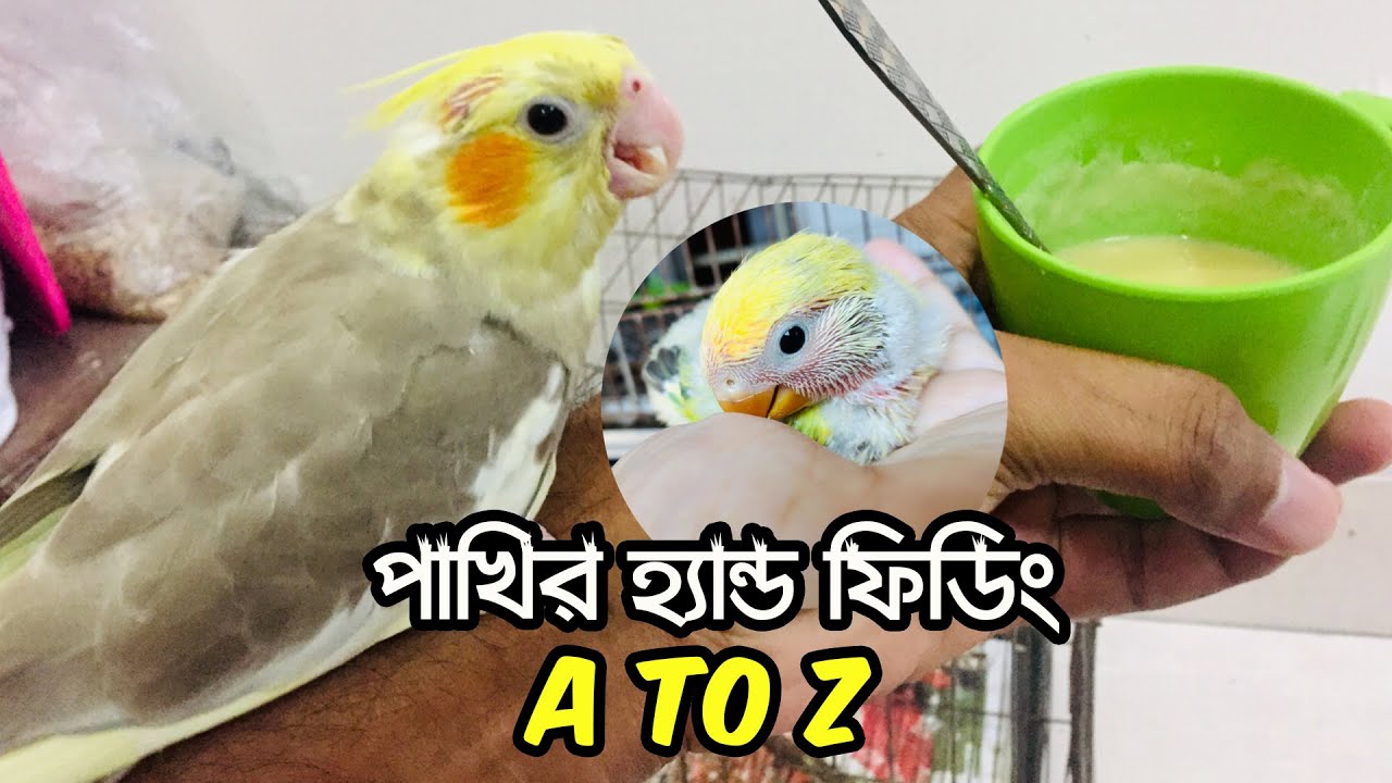 পাখির হ্যান্ড ফিডিং A to Z | ককাটেল পাখির হ্যান্ড ফিডিং | Bird Hand Feeding A to Z