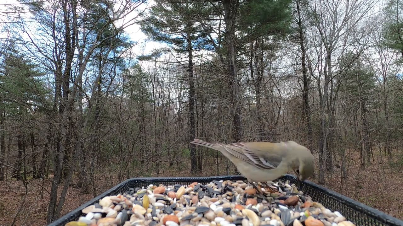 Pine Warbler and Tufted Titmouse