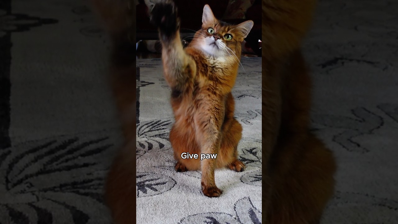 猫のしつけの実際（プロでも）
