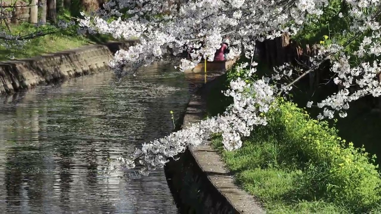 2025 04 06 Kawagoe Sakura003