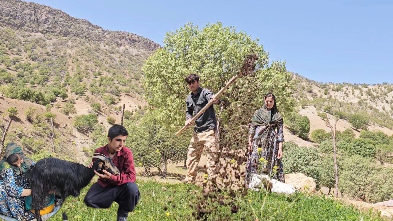 Milking Goats & Farm Work in Mountains | Real Village Life 🐐🌾