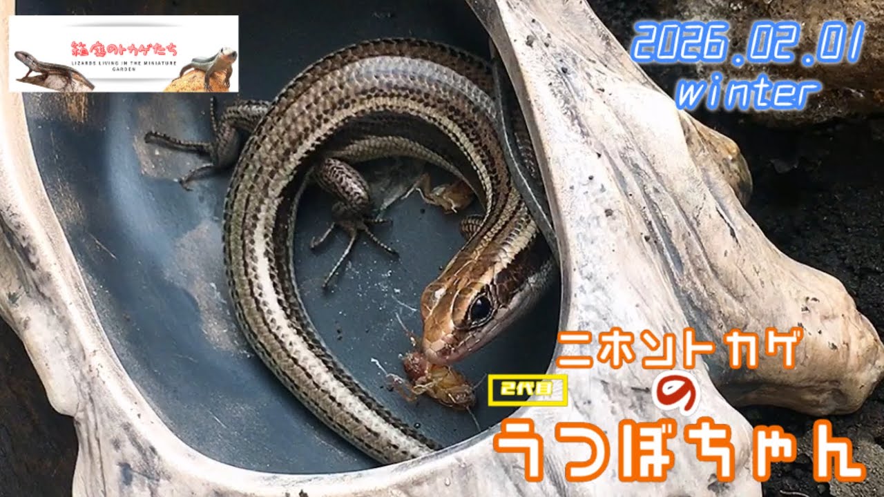 【ニホントカゲ】2代目うつぼちゃん育成中 不調の兆しかも？ 2026.02.01【かわいいトカゲ】