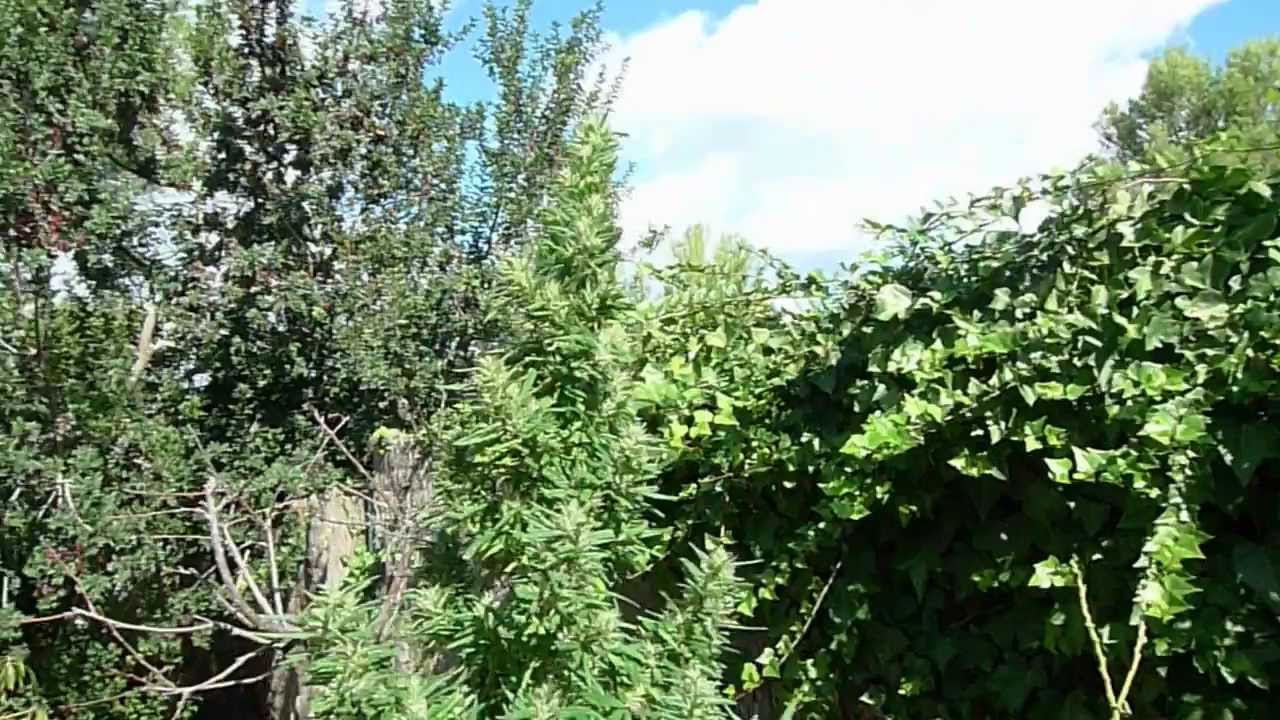 7ft Dr. Grinspoon Plant: 2011 Weed Odyssey