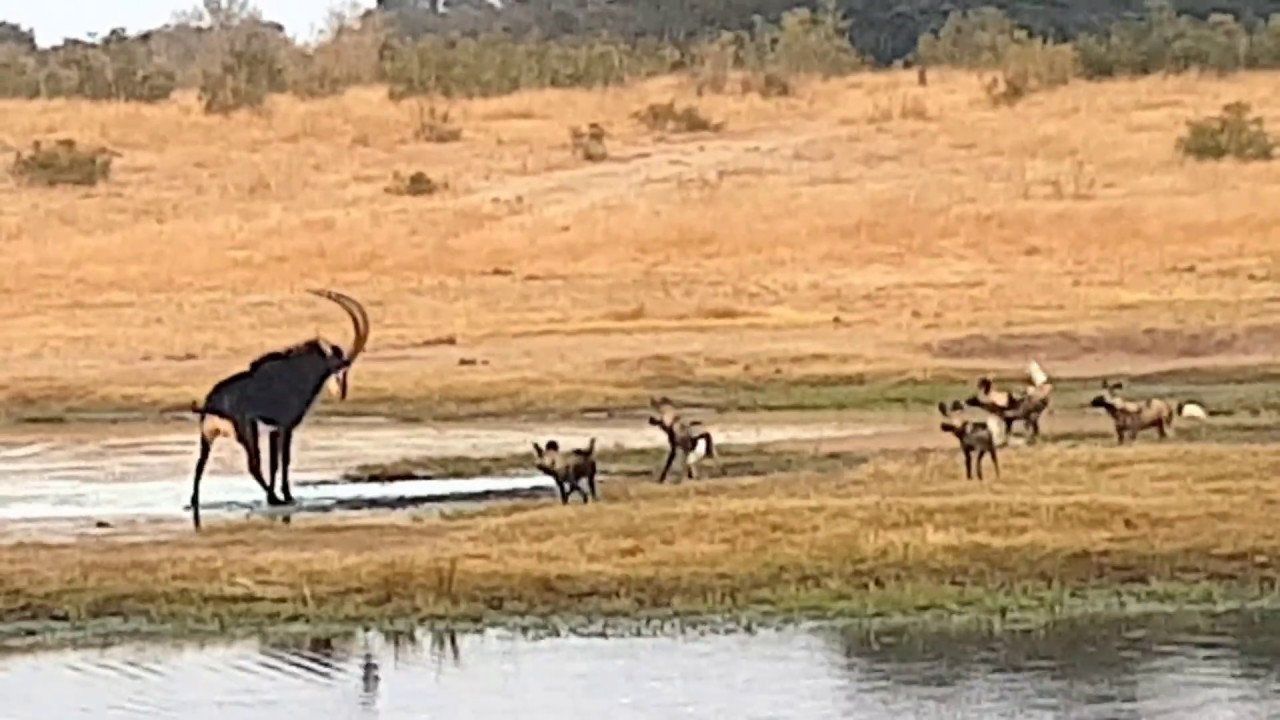 Painted wild dogs attacking a Sable antelope (sorry, no blood or gore)