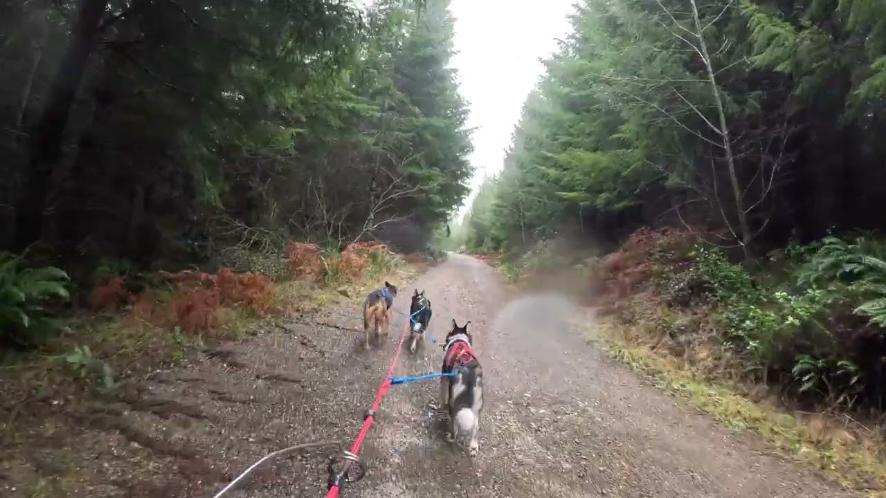 Bikejoring with Friends in Mason County
