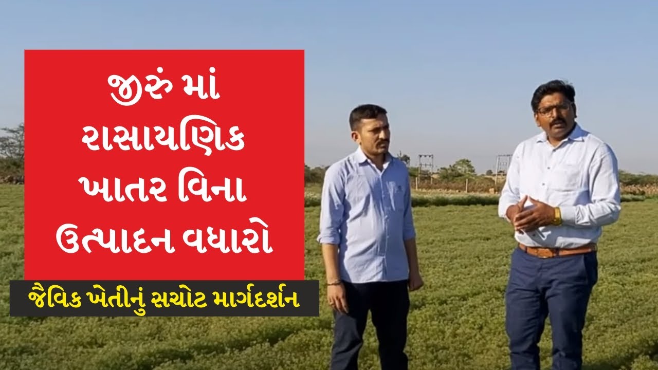 જીરા ની ખેતી ની માહિતી | જીરું માં સુકારા ના નિયંત્રણ માટે ઉત્પાદન વધારો આ ટેક્નિક દ્વારા
