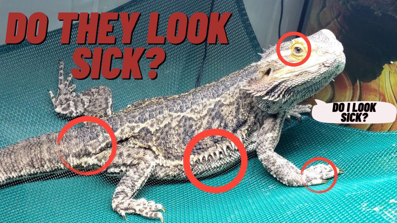HOW TO HEALTH CHECK BEARDED DRAGONS | DO THEY LOOK SICK?