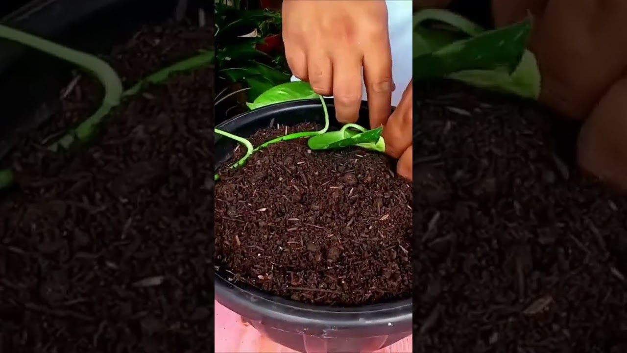DICAS: COMO CUIDAR DA PLANTA JIBOIA PARA CRESCER R&Aacute;PIDO