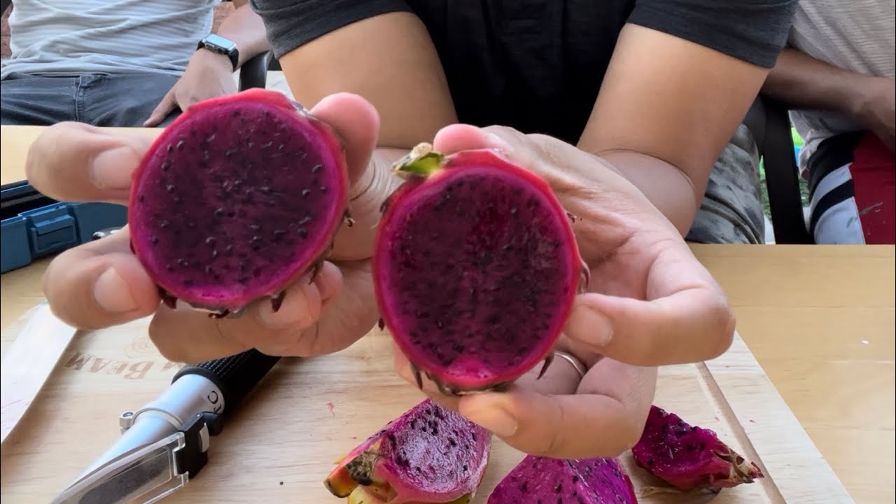 Dragon Fruit Taste: Black Afrikanis, Sugar Dragon, Bien Hoa Red, Physical Graffiti