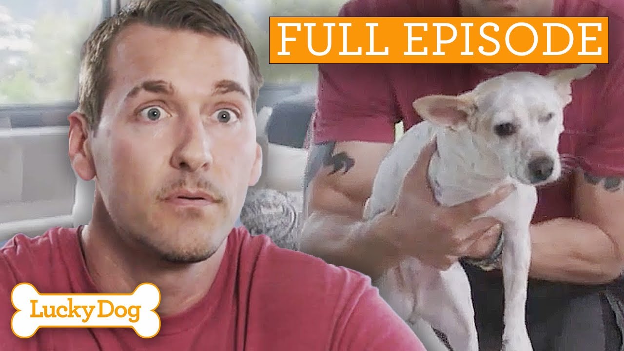3-Legged-Dog Breaks Brandon's Heart | Lucky Dog | Full Episode S4 Ep1
