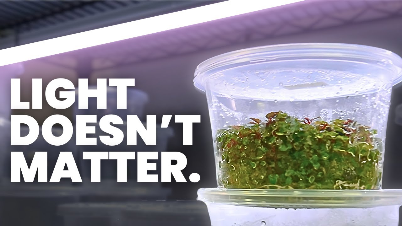 4 Things I Got Totally Wrong About Tissue Culture