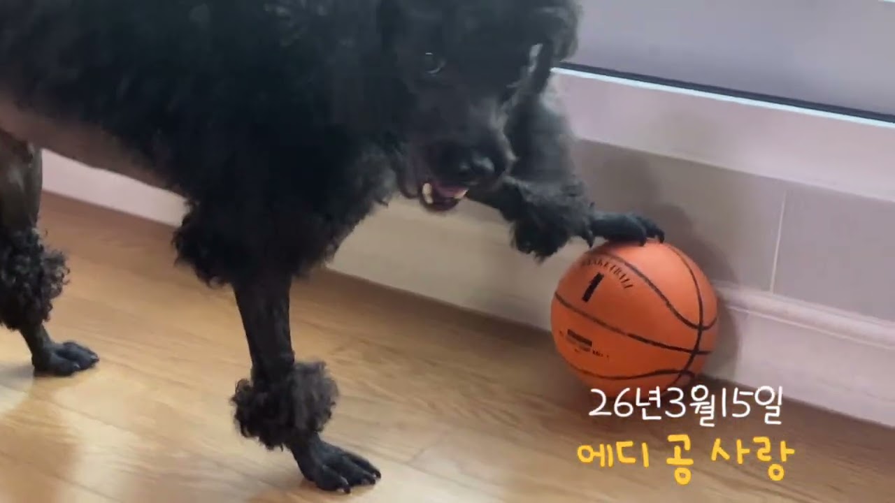 에디 재능 공놀이