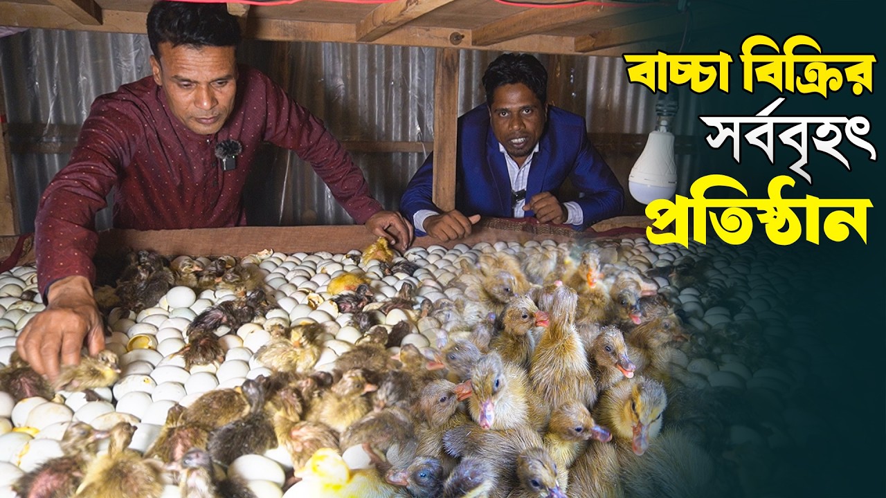 বাচ্চা বিক্রির সর্ববৃহৎ প্রতিষ্ঠান |  কম মূল্যে বাচ্চা | Duck farming | Khamar Bangla 24.