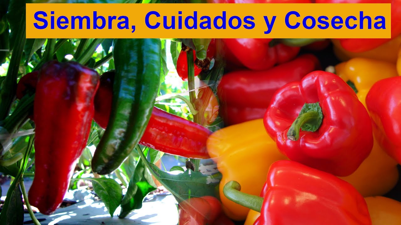Cultivo del pimiento y del pimentón