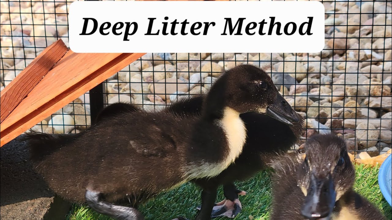 Keeping The Duck Run Clean 101 - Deep Litter Method Crash Course