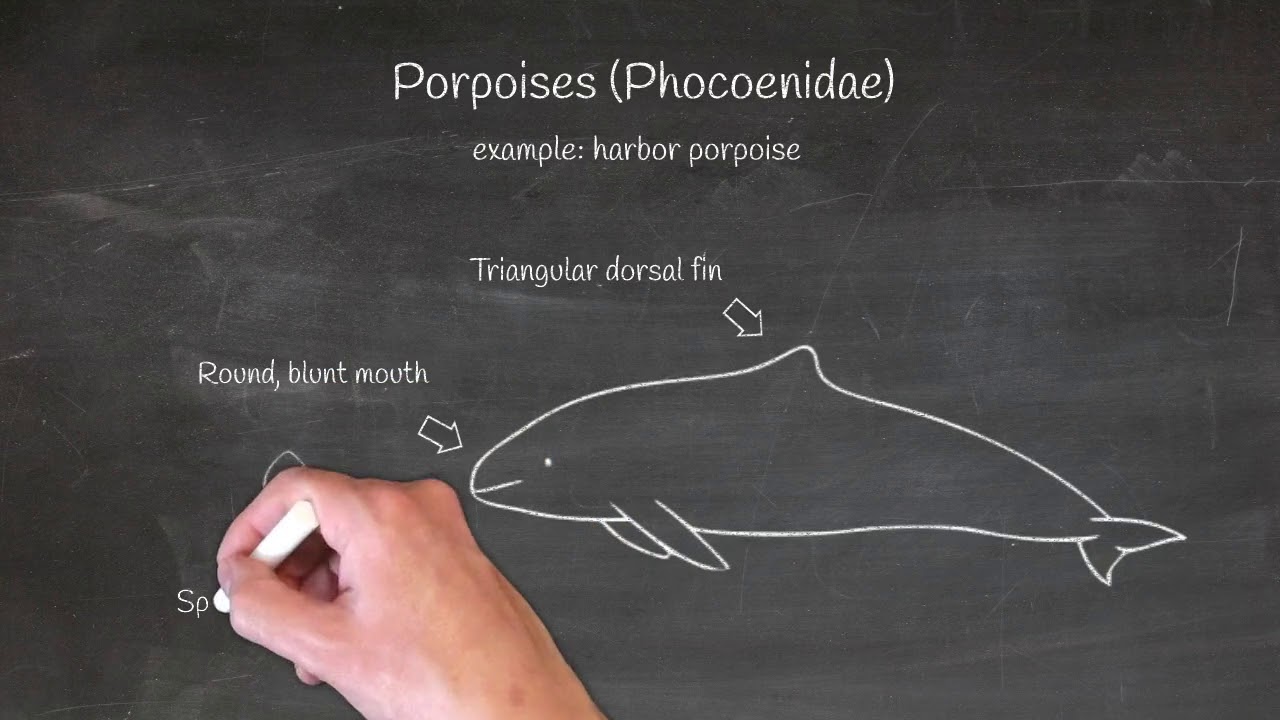 Porpoise vs  dolphin